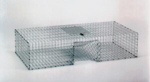 Kage-All Pigeon Trap 36 X 18 X 8