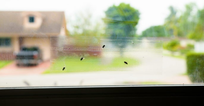 Raid 8 Pack Window Fly Trap # 8PK-FTRP-RAID 4 Raid 8 Pack Window Fly Trap # 8PK-FTRP-RAID - Image 4