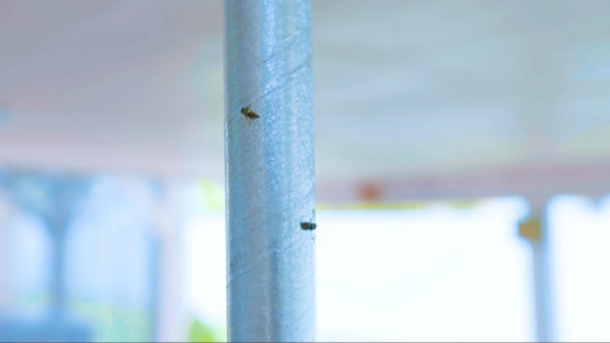 Raid 2 Pack Fly Stick # 2PKFSTIK-RAID 3 Raid 2 Pack Fly Stick # 2PKFSTIK-RAID - Image 3