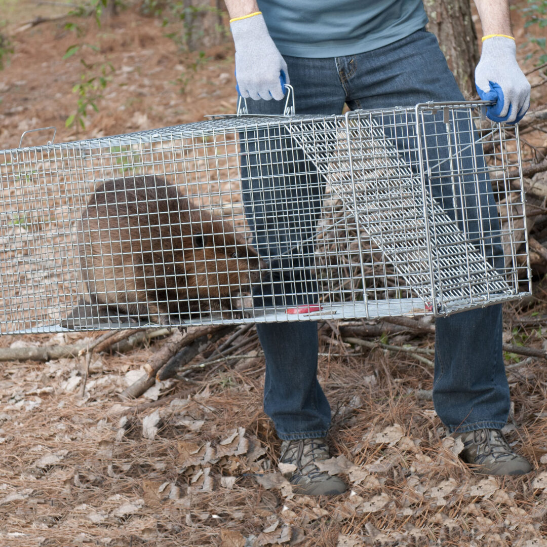 Havahart X-Large 1-Door Raccoon Trap 42" x 15" x 15" - 1081 - Image 2