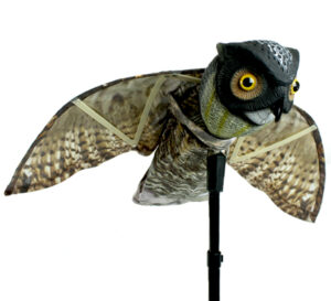 Prowler Owl With Wings