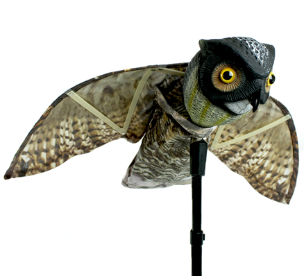 Prowler Owl With Wings