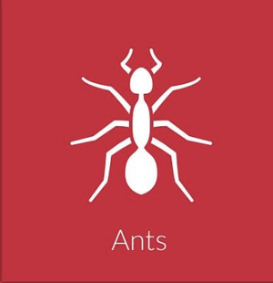 Ant