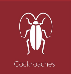 Cockroach