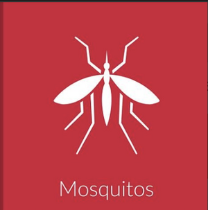Mosquito
